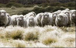 La producción de lana tiene una larga tradición y de identidad para las Falklands