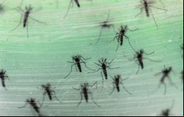 Las autoridades sanitarias federales desplegarán una táctica biotecnológica para desarmar al mosquito Aedes Aegypti