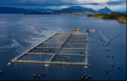En Chile la cría comercial de salmones en gran escala se ha convertido en una gran industria exportadora